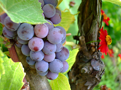 purple grape, grape, fruit, autumn