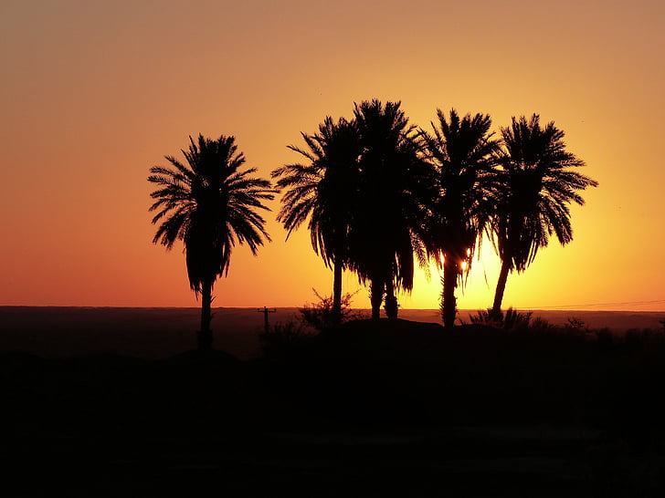 soloppgang, ørkenen, Iran, palmer, Oasis, himmelen, morgen