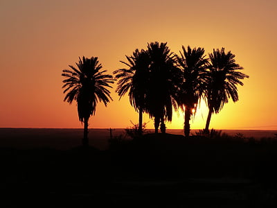 zonsopgang, woestijn, Iran, palmbomen, oase, hemel, ochtend