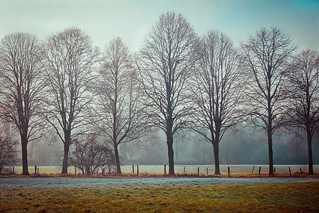 landscape, fog, nature, mood, trees, atmosphere, silhouette