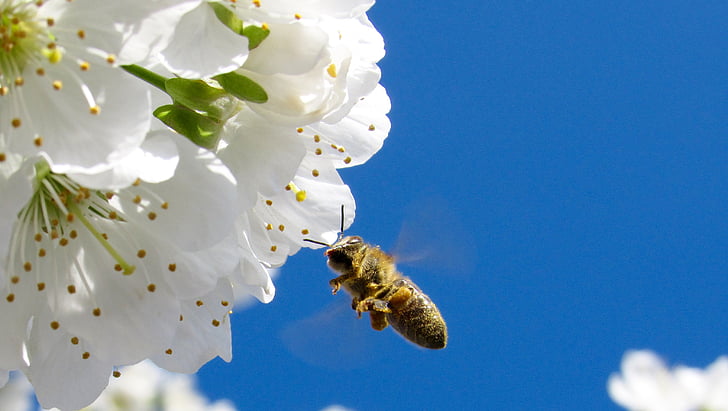 bee, blossoms, close-up, flowers, flying, white, insect