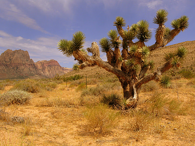 Drzewo Jozuego, kanionu Red rock, Pustynia, Natura, Park, góry, Mojave