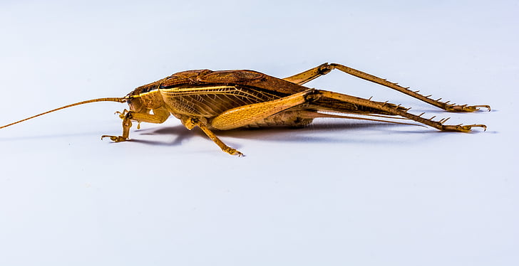 grasshopper, viridissima, insect, close, animal, nature, invertebrate