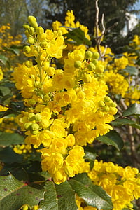 gėlė, geltona, Gamta, Bušas, mahonia aquifolium, berberitzengewächs