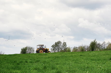 traktor, madarak, rét, mezőgazdasági gép, munka a mezőn, tavaszi, a mező
