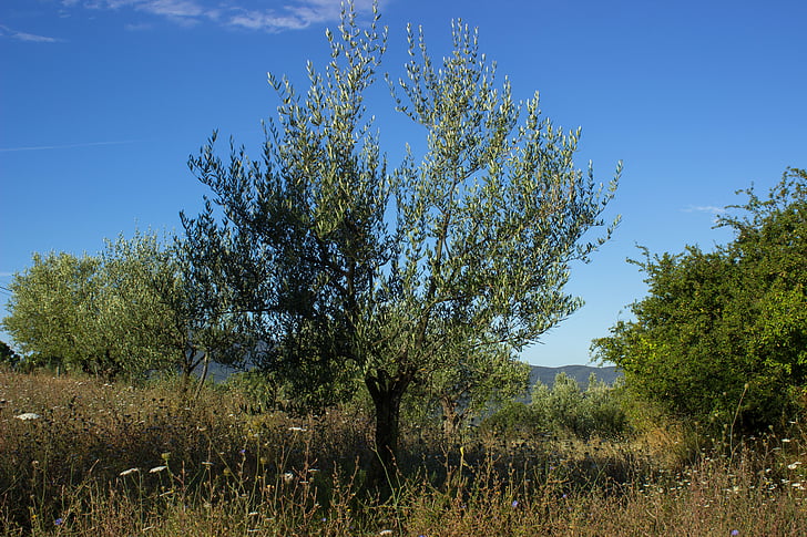 pohon zaitun, zaitun, pertanian, Italia, Tuscany, Olivier, alam