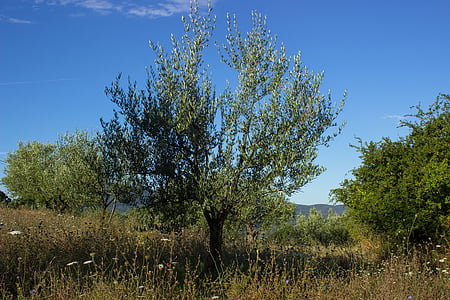 оливковое дерево, оливки, Сельское хозяйство, Италия, Тоскана, Оливье, Природа