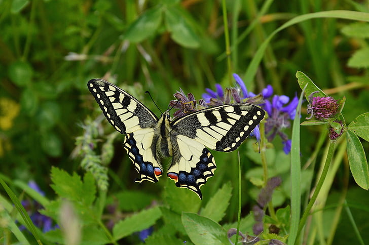 dovetail, Papilio machaon, fjäril, naturen, Swallowtail butterfly, Tyrolen, Sautens