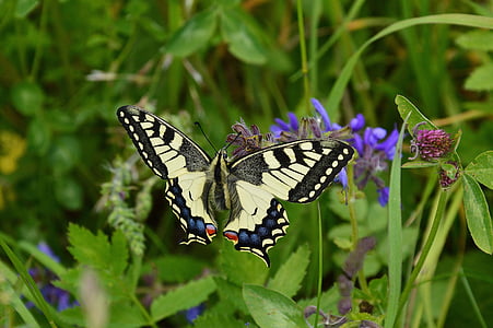 jaskółczy ogon, Papilio machaon, Motyl, Natura, Swallowtail motyl, Tyrol, Sautens