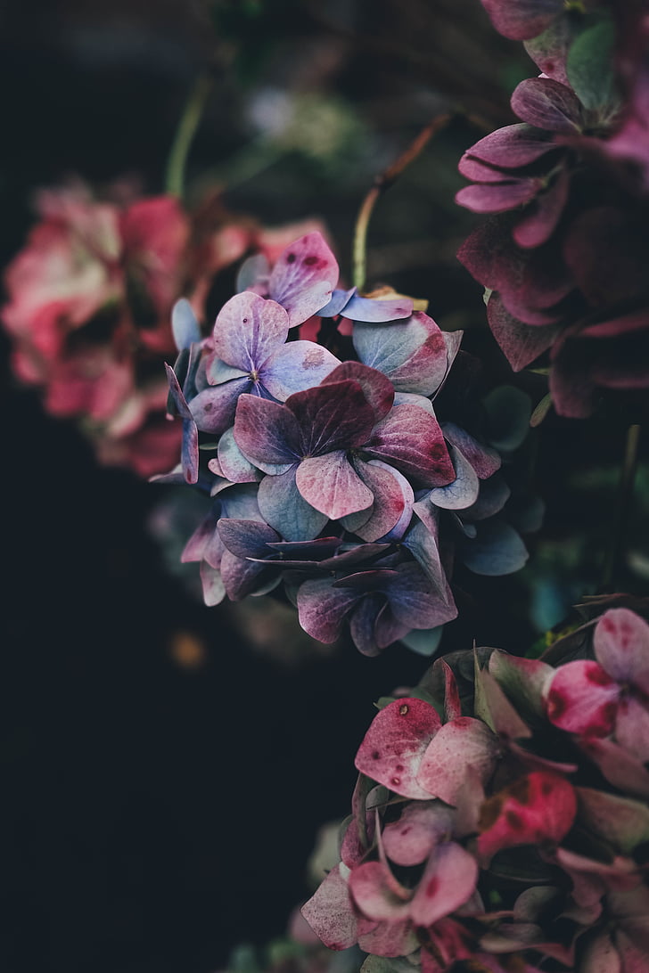 Sulgege, Fotograafia, roosa, valge, petaled, lill, lilled