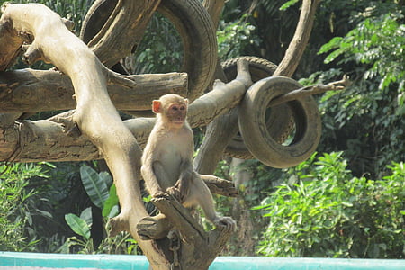 macaco, árvore, jardim zoológico, Myanmar, Birmânia, Yangon, viagens