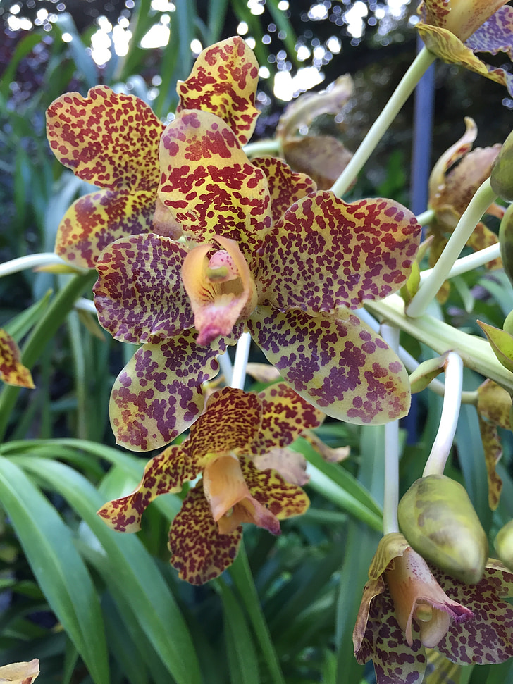 Tiger orchid, kasvit, Luonto