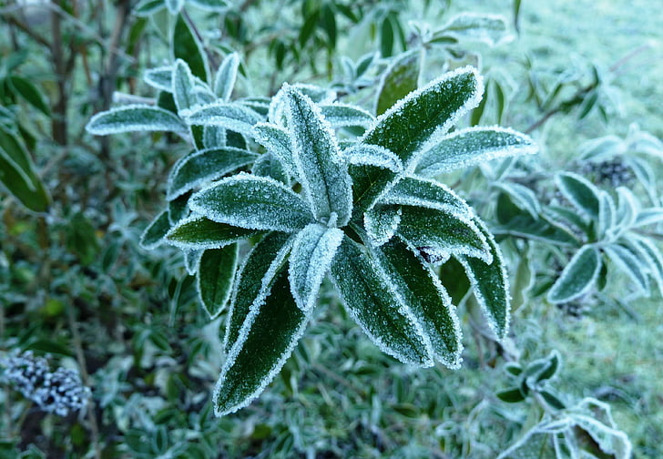 Frost, blade, kolde, efterår, rimfrost, moden, november