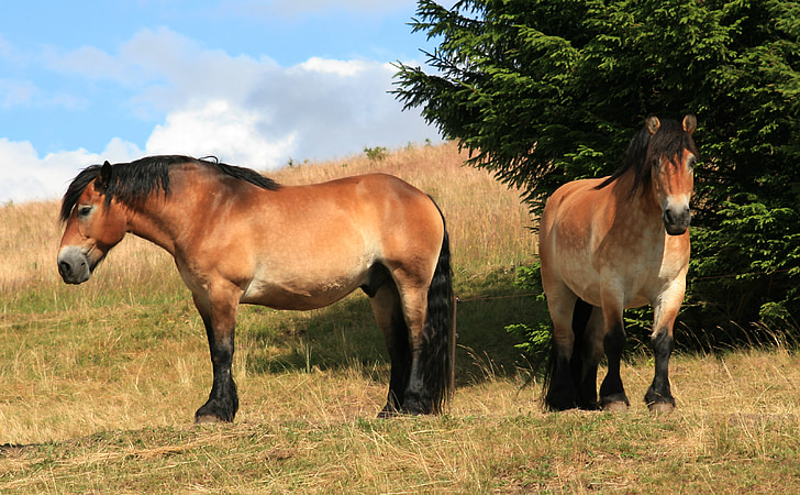 horses, meadow, draft horse, stallion, standing, light brown