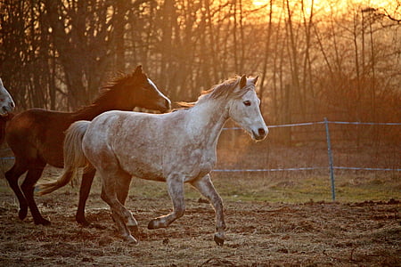 con ngựa, nấm mốc, buổi tối ánh sáng, Flock, Thoroughbred ả Rập, đồng cỏ, afterglow