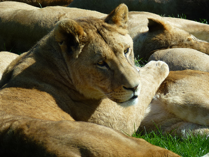 lioness, longleat, sun bathing, cuddles