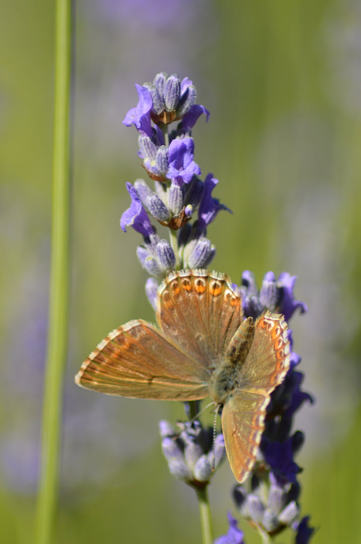 butterfly, flower, lavender