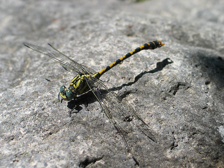 dragonfly, bug, fauna, fly, wing, nature, yellow