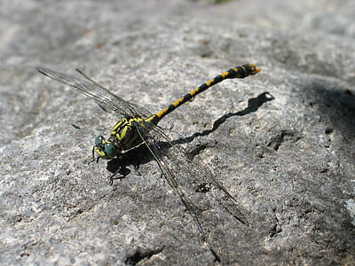 蜻蜓, bug, 动物群, 飞, 翼, 自然, 黄色