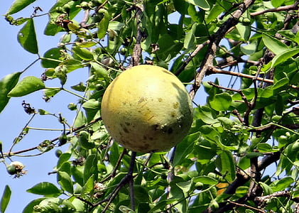 marmelos di Aegle, mela Golden, Melo cotogno del Bengala, mela di legno, bili, maturi, apple pietra
