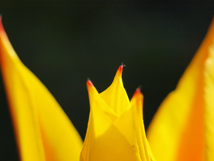 Tulipa, flor, flor, primer bloomer, tancar, groc, primavera