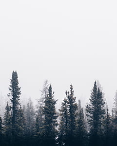 Природа, лес, деревья, Вудс, дым, туман, дымка
