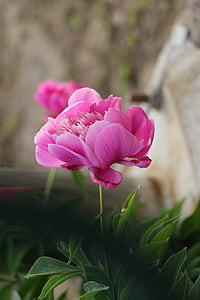 kinesisk urteaktige peon, blomst, rosa
