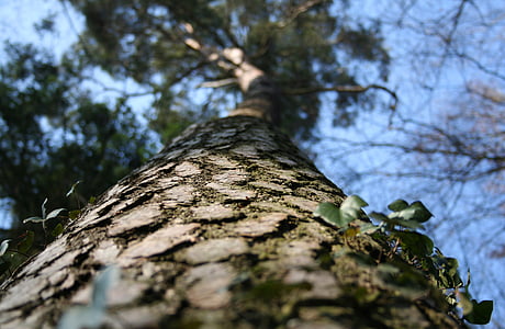 drvo, šuma, priroda, grana grane, zapisnik, šume, kora
