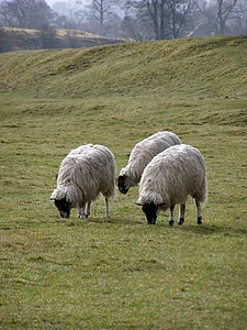 ovčí pastviny, krajina, Anglie, osamělost, ovce, osamělý, pěší turistika