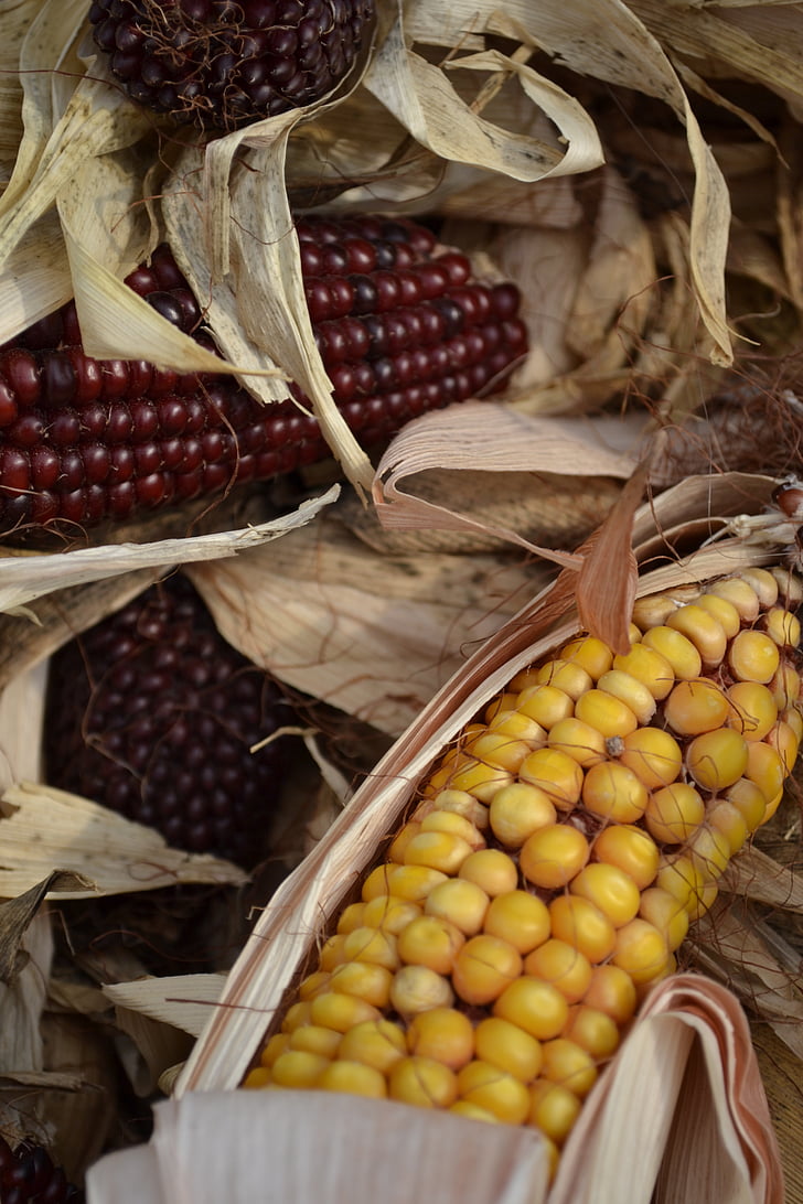corn, autumn, fall, harvest, maize, food, vegetable