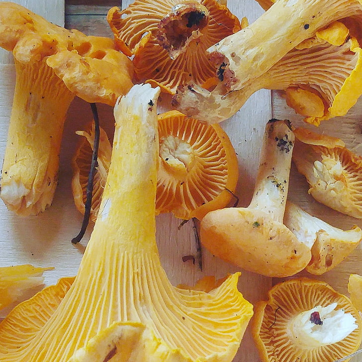 chanterelle, mushrooms, orange, food, natural, fresh, yellow
