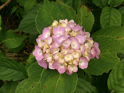 Hortensia, zomerbloemen, roze bloem