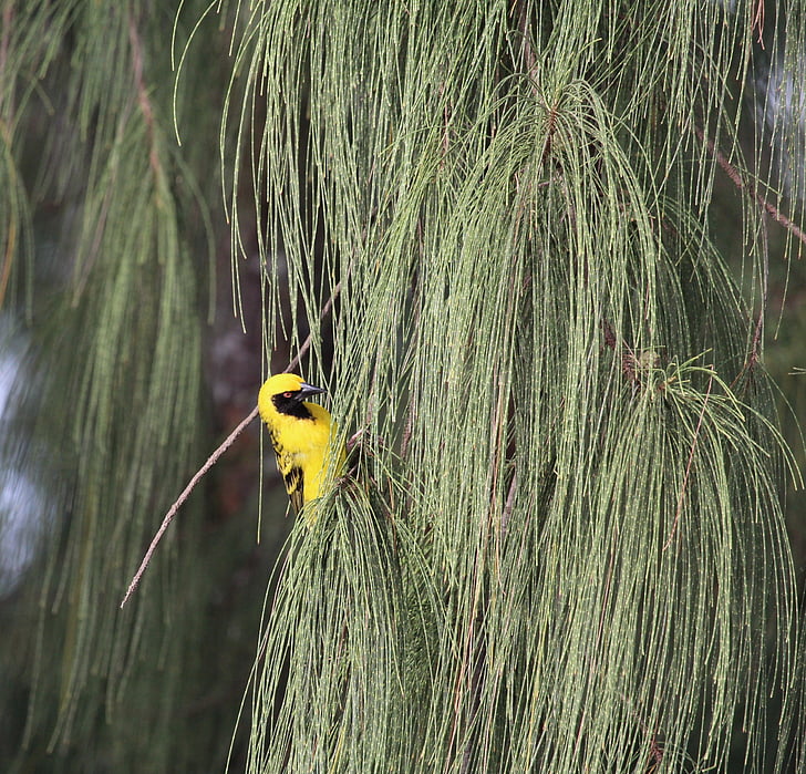 fågel, gul, Yellow bird, naturen, fjäder