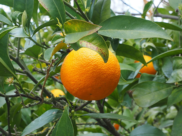 オレンジ, フルーツ, オレンジの木, ツリー, ツルニチニチソウ, 柑橘類, グリーン ダイヤモンド