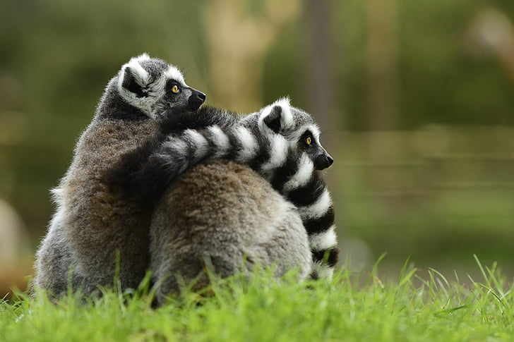 lemurs, jaunais, pērtiķis, aizsargātu, zaļa zāle, svītrains asti, dzīvnieki
