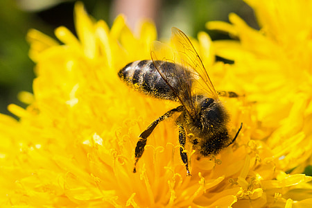 lebah, Dandelion, serbuk sari, makro, Blossom, mekar, kuning