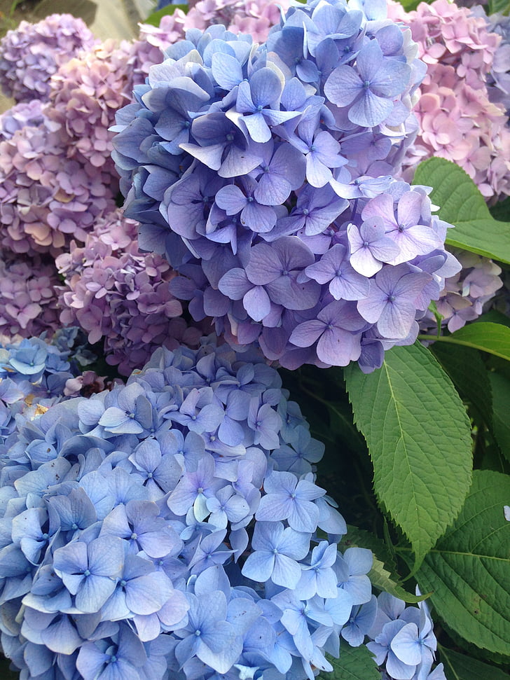 hortenzije, junija, narave, rastlin, vijolična, cvet, poletje