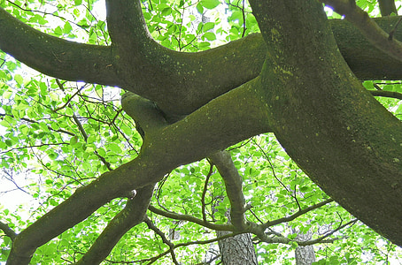 naturaleza, árbol, haya, fuerte, estética, rama, brazo