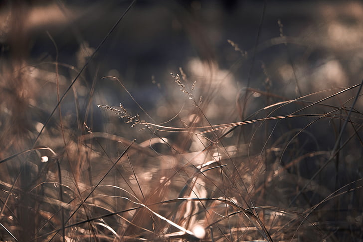 depth of field, dry, grass, outdoors, plant, day, nature
