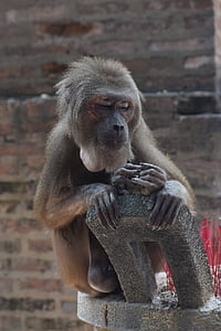 тварини, годувати мавп, Чау thoi