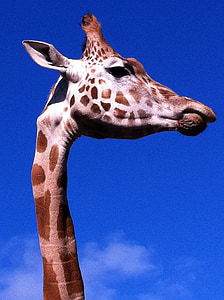 girafa, animal, Africano, jardim zoológico, pescoço, alto