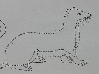 ermine, animal, coloring pages, paint, draw, sign template, drawing