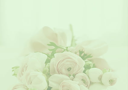 pastel, róże, tło, romantyczny, ślub, zaproszenie, pastellfarben