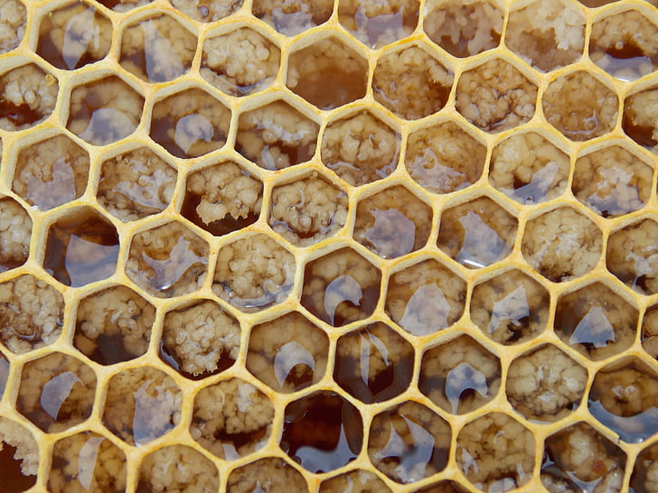 Honeycomb, bier, sekskanter, kam, honeycombed, insekt, sekskant