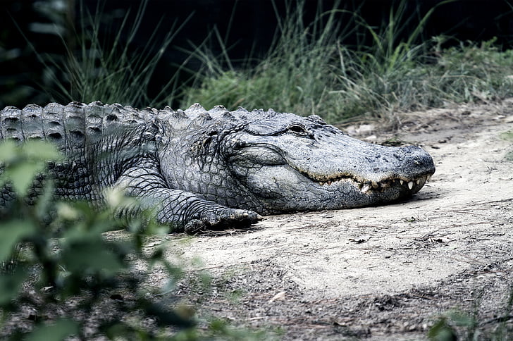 animal, animal photography, big, carnivore, Crocodile, danger, grass