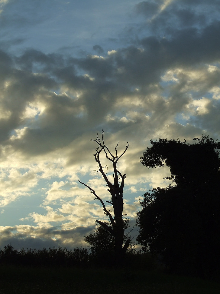 abendstimmung, sunset, dead plant, tree, sky, clouds, forest