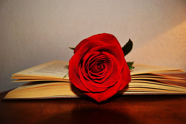 llibre, Rosa, rosa vermella, celebració, Sant Jordi, Sant jordi, Rosa - flor