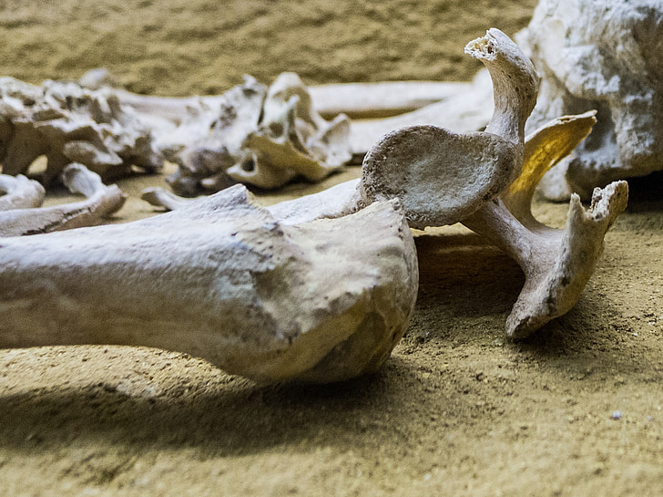 skeleton, bone, femur, museum, bury, dead, skull