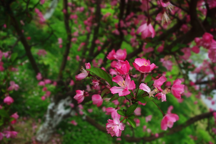 blomma, naturliga, persika, träd, avsnitt, rosa blomma, våren