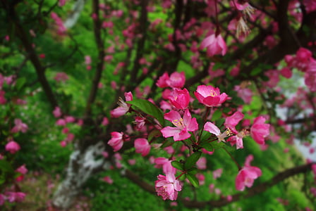 kukka, luonnollinen, persikka, puu, osassa, vaaleanpunainen kukka, kevään